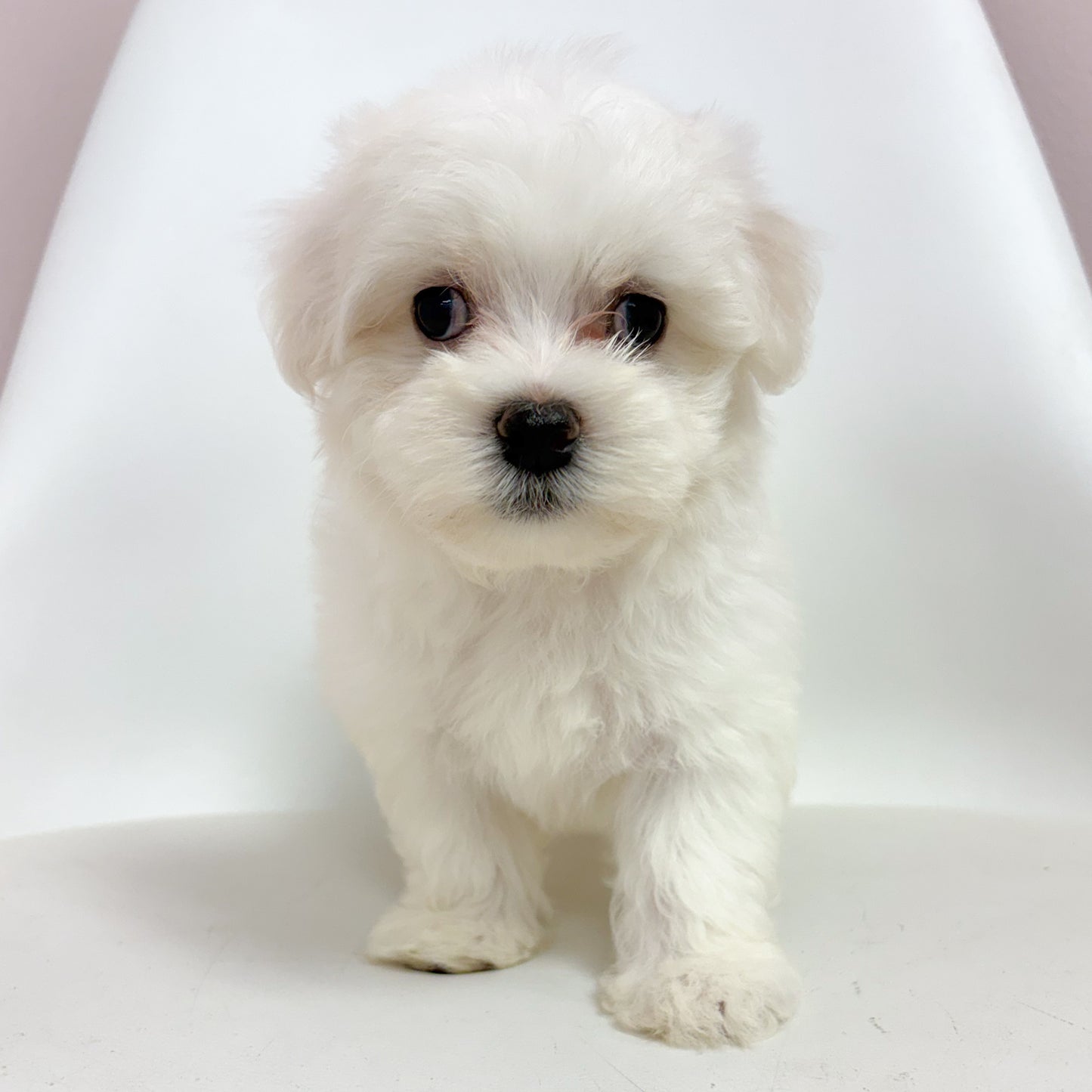 Simon-Male Maltese