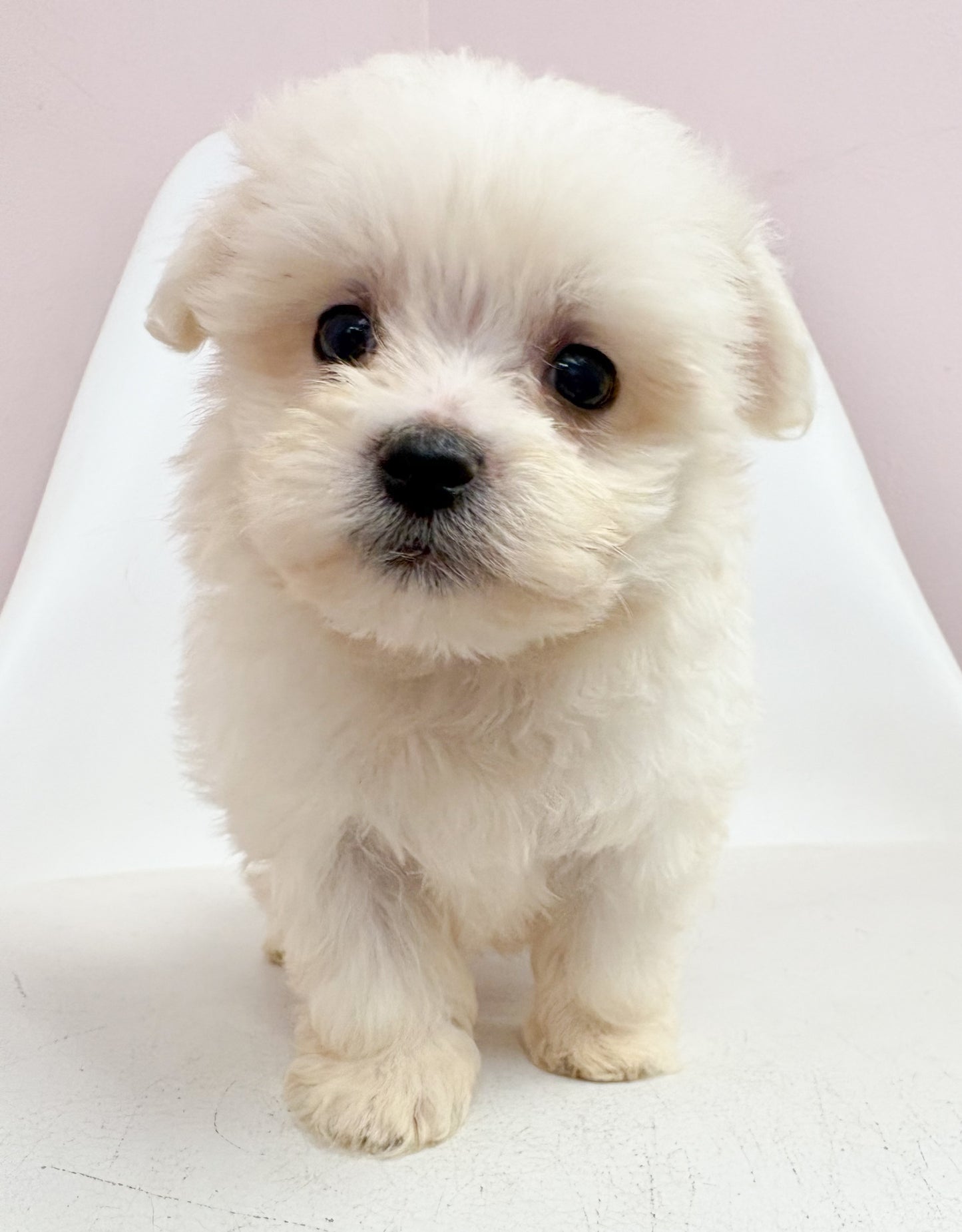 Benny- Male Maltese