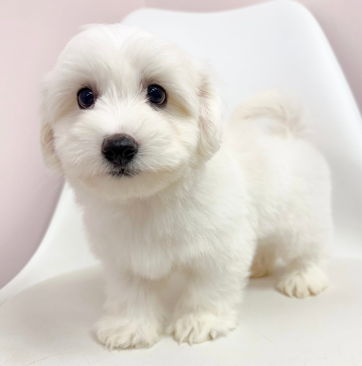 Marcel- Male Coton De Tulear