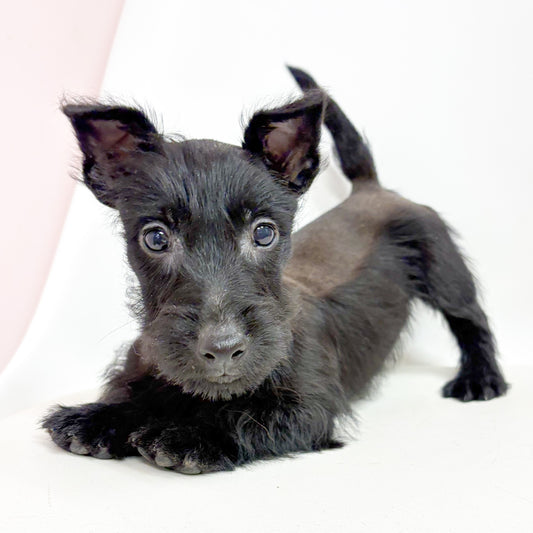 Ebony- Female Scottish Terrier