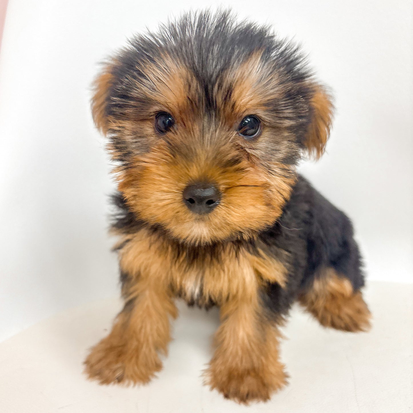 Eddie- Male Yorkie