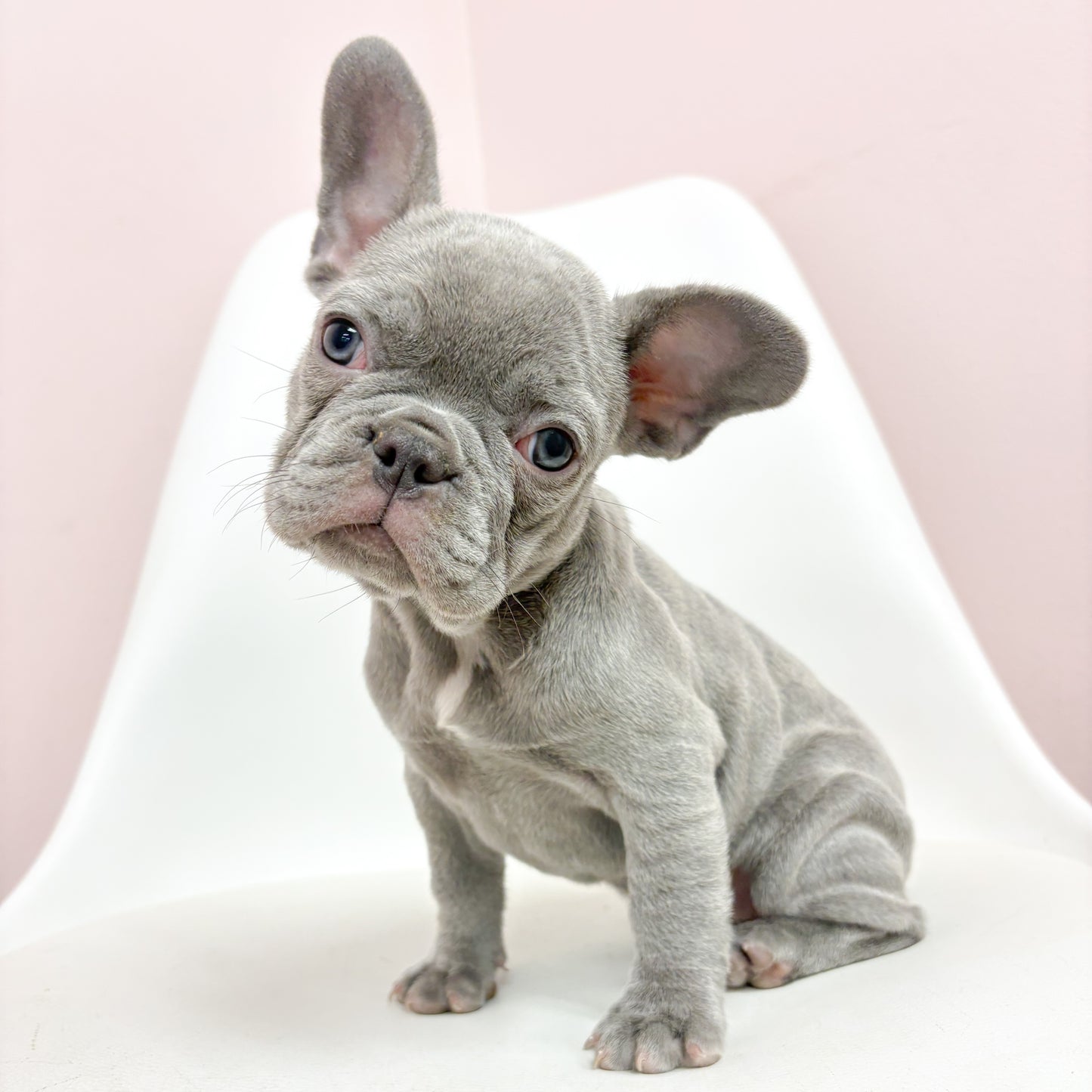 Isabella-Female French Bulldog