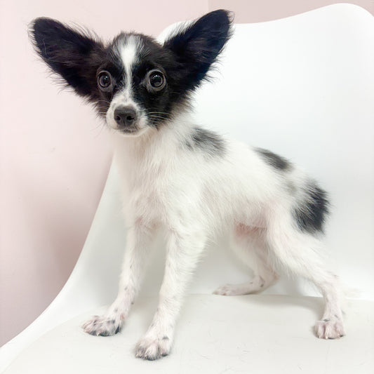 Priscilla- Female Papillon