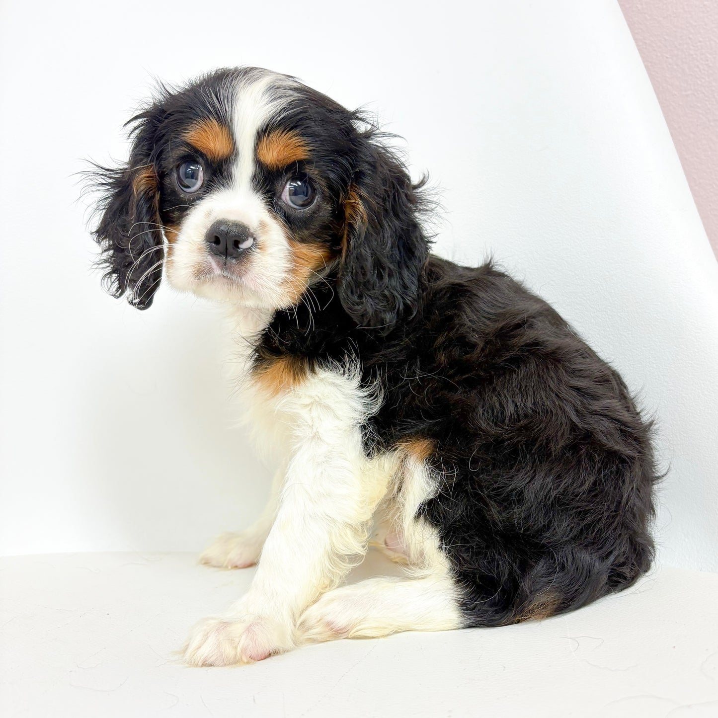 Gambit- Male Cavalier King Charles Spaniel