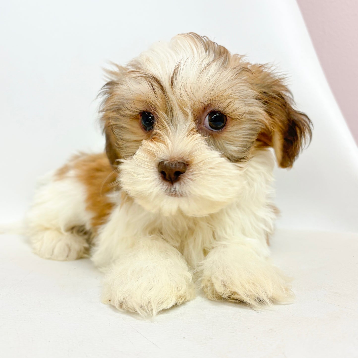 Mickey- Male Teddy Bear