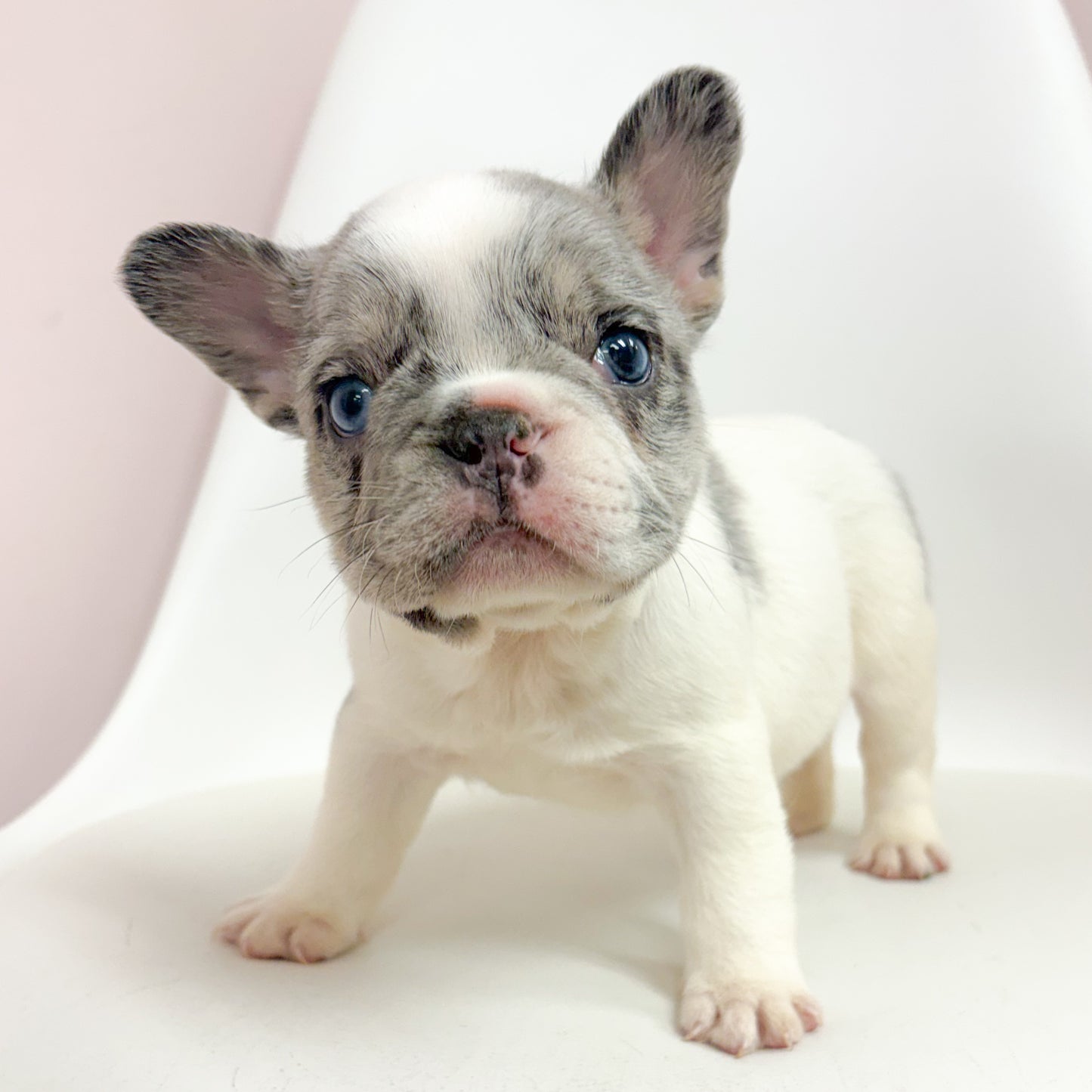 Lucky- Male French Bulldog