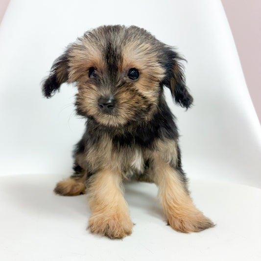 Bandit- Male Yorkipoo