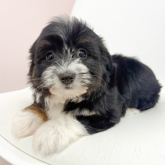Oliver- Male Aussiechon