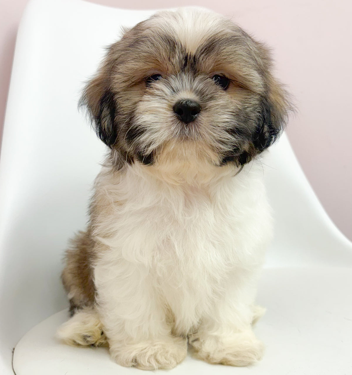 Finn- Male Shih Tzu