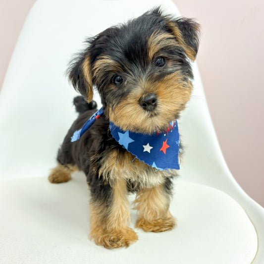 Louie- Male Yorkie