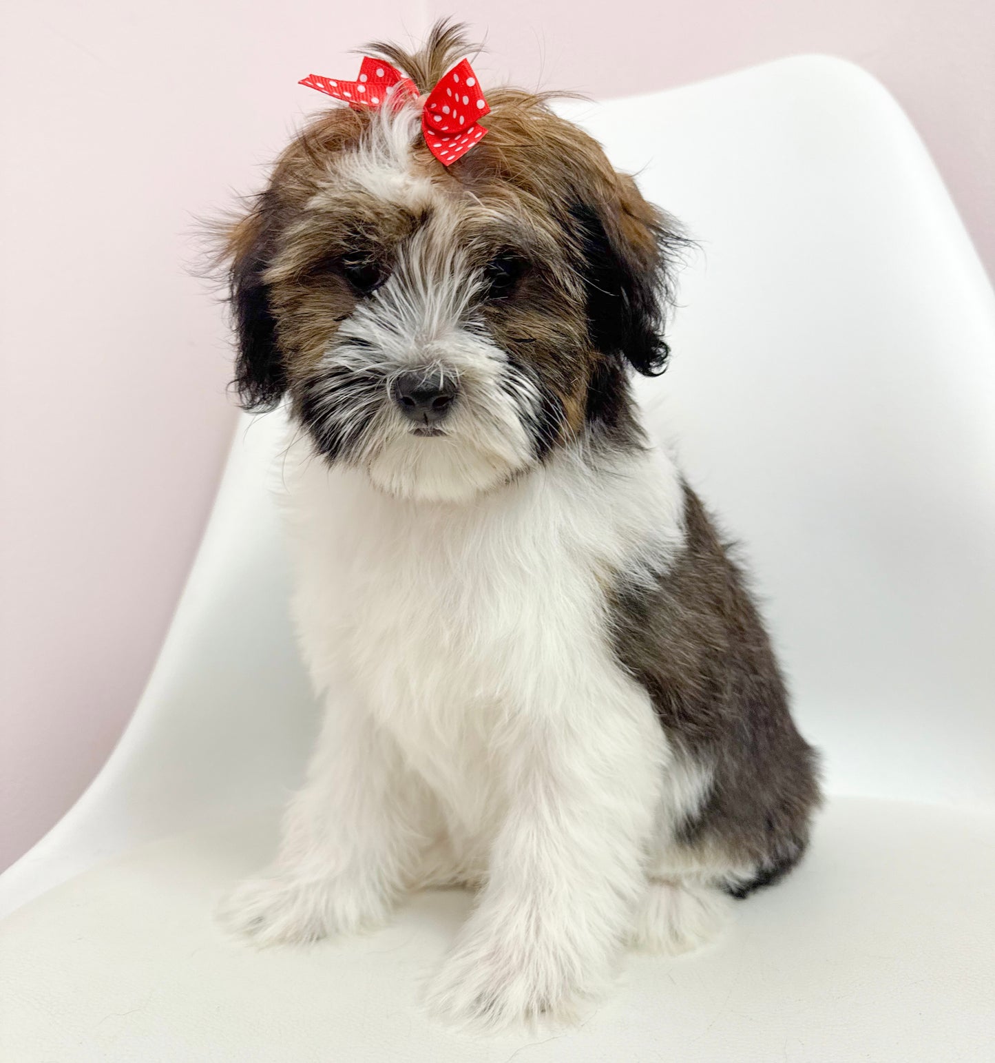 Coco- Female Havanese