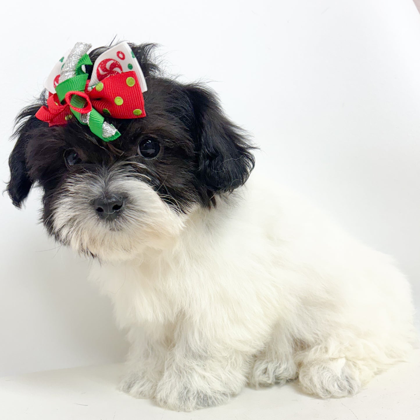 Sugar-Female Coton de Tulear