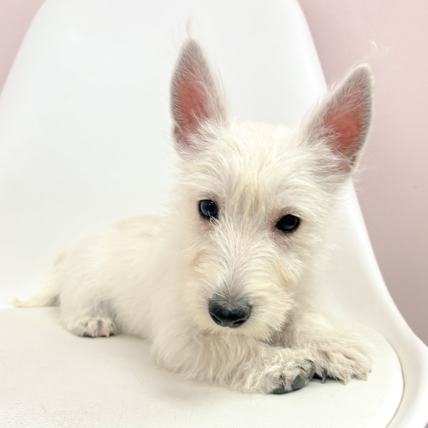 Wendy- Female West Highland Terrier