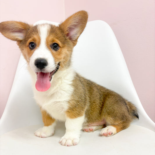 Winston- Male Pembroke Welsh Corgi