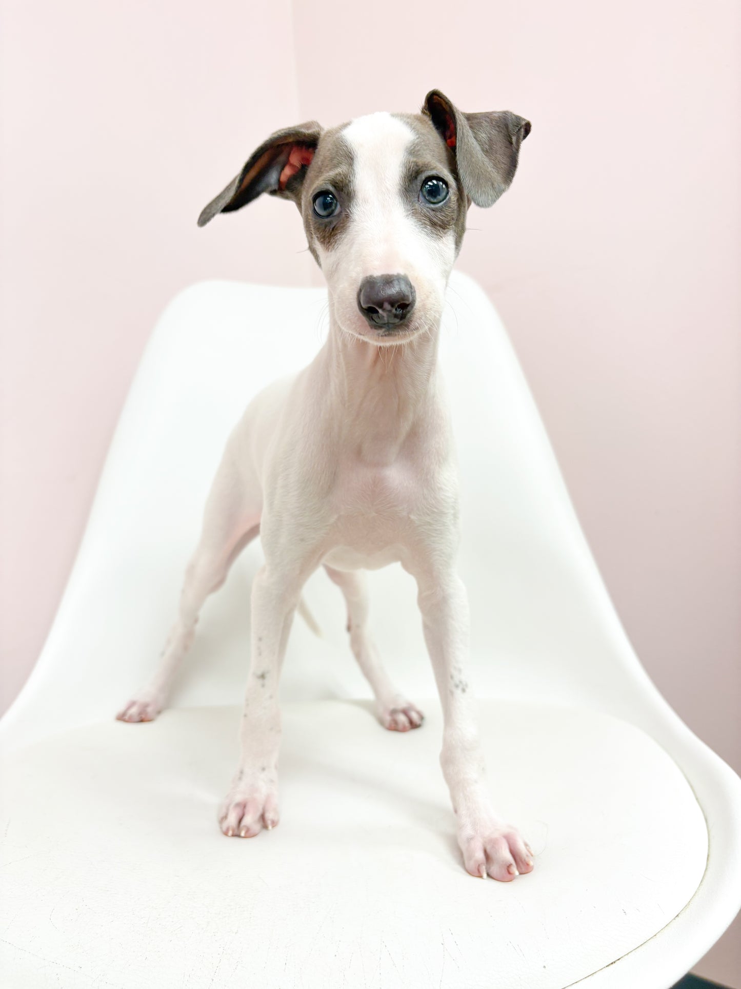 Sofia- Female Italian Greyhound