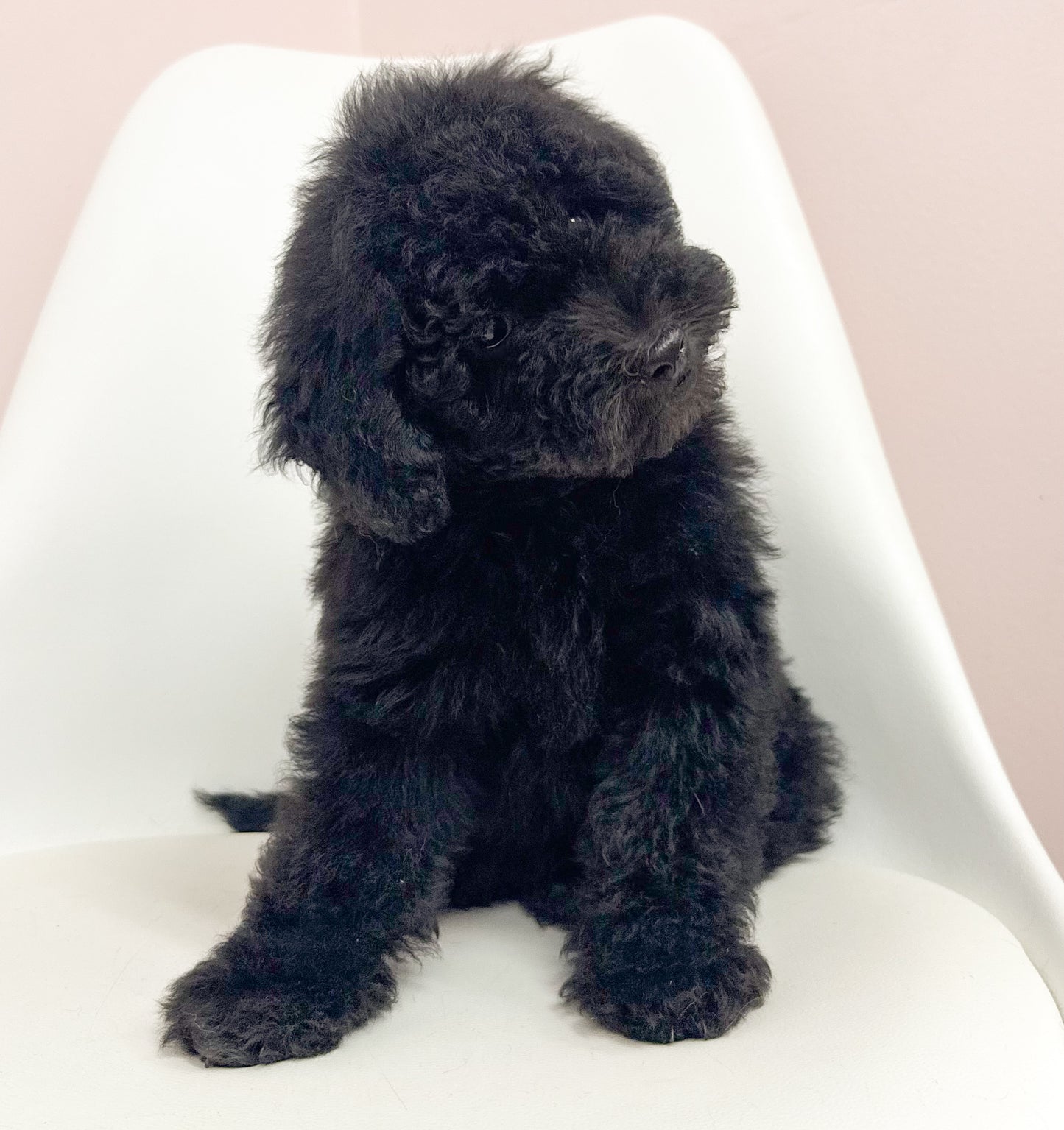 Dillon- Male Doxiepoo