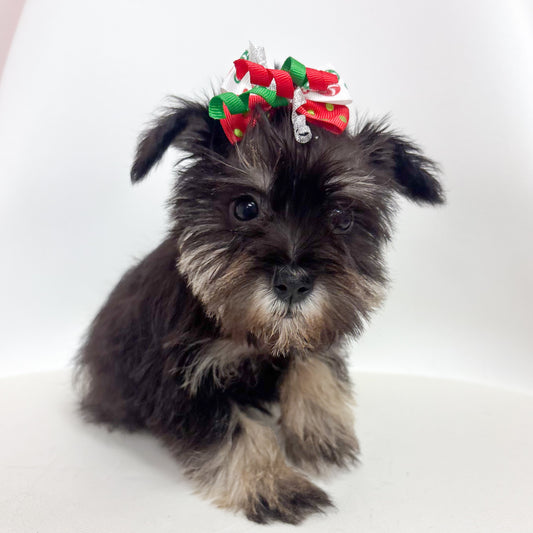 Fiona- Female Miniature Schnauzer