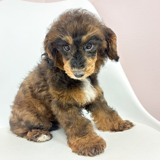 Romeo- Male Mini Poodle