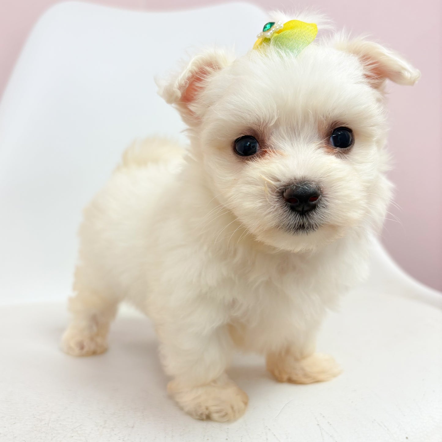Millie- Female Maltese
