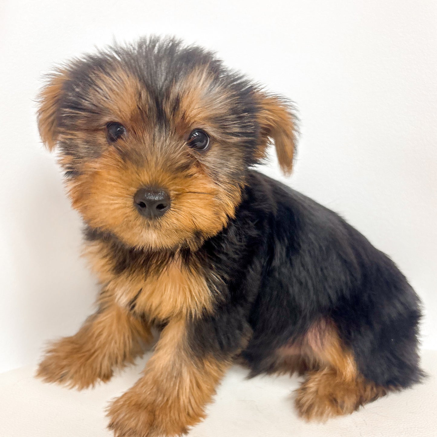 Eddie- Male Yorkie