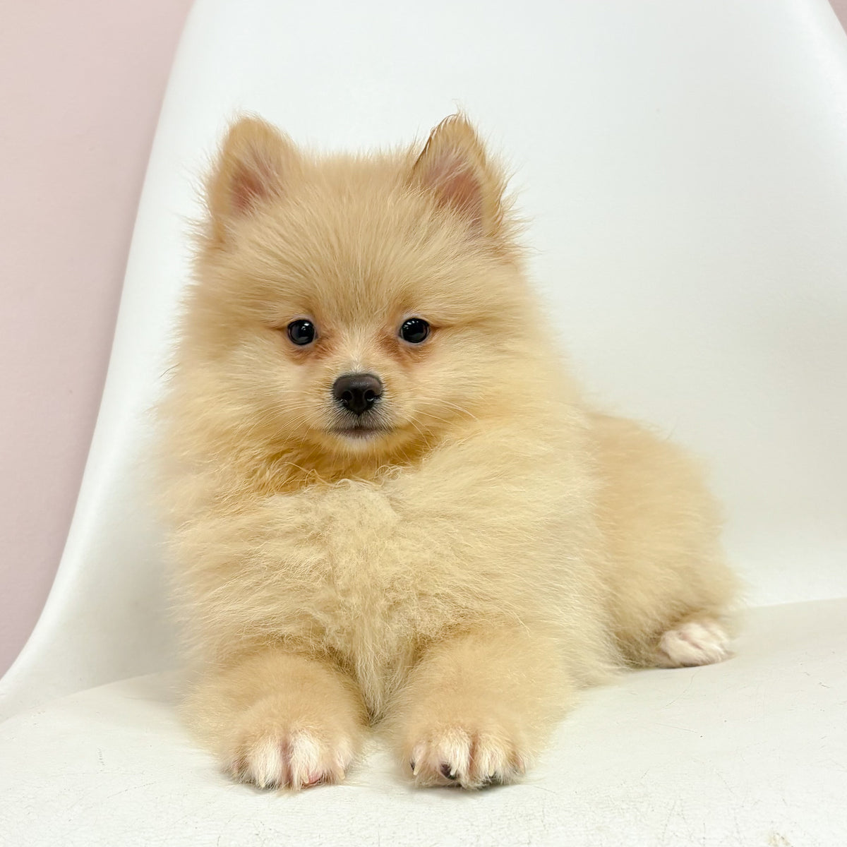 Leo- Male Pomeranian