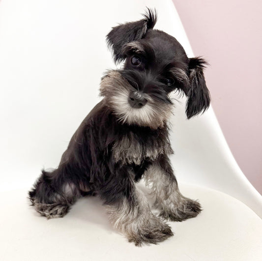 Poppy- Female Mini Schnauzer