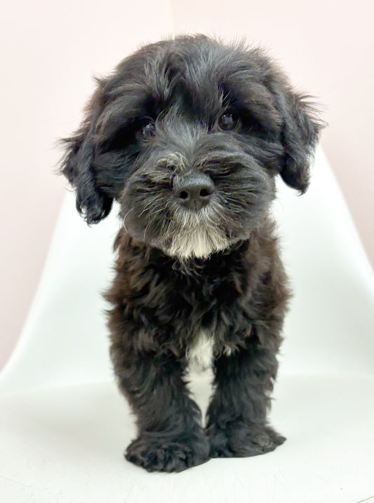 Milo- Male Yochon