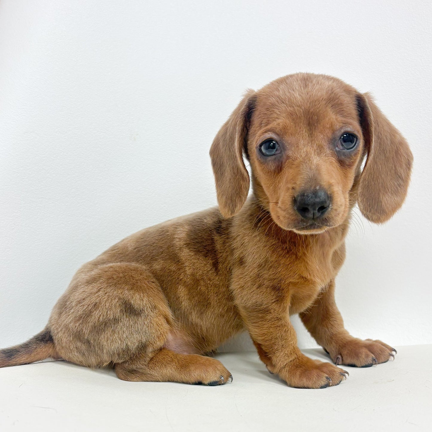 Dottie-Female Mini Dachshund