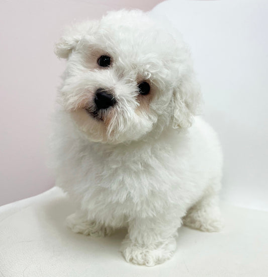 Buddy- Male Bichon Frise