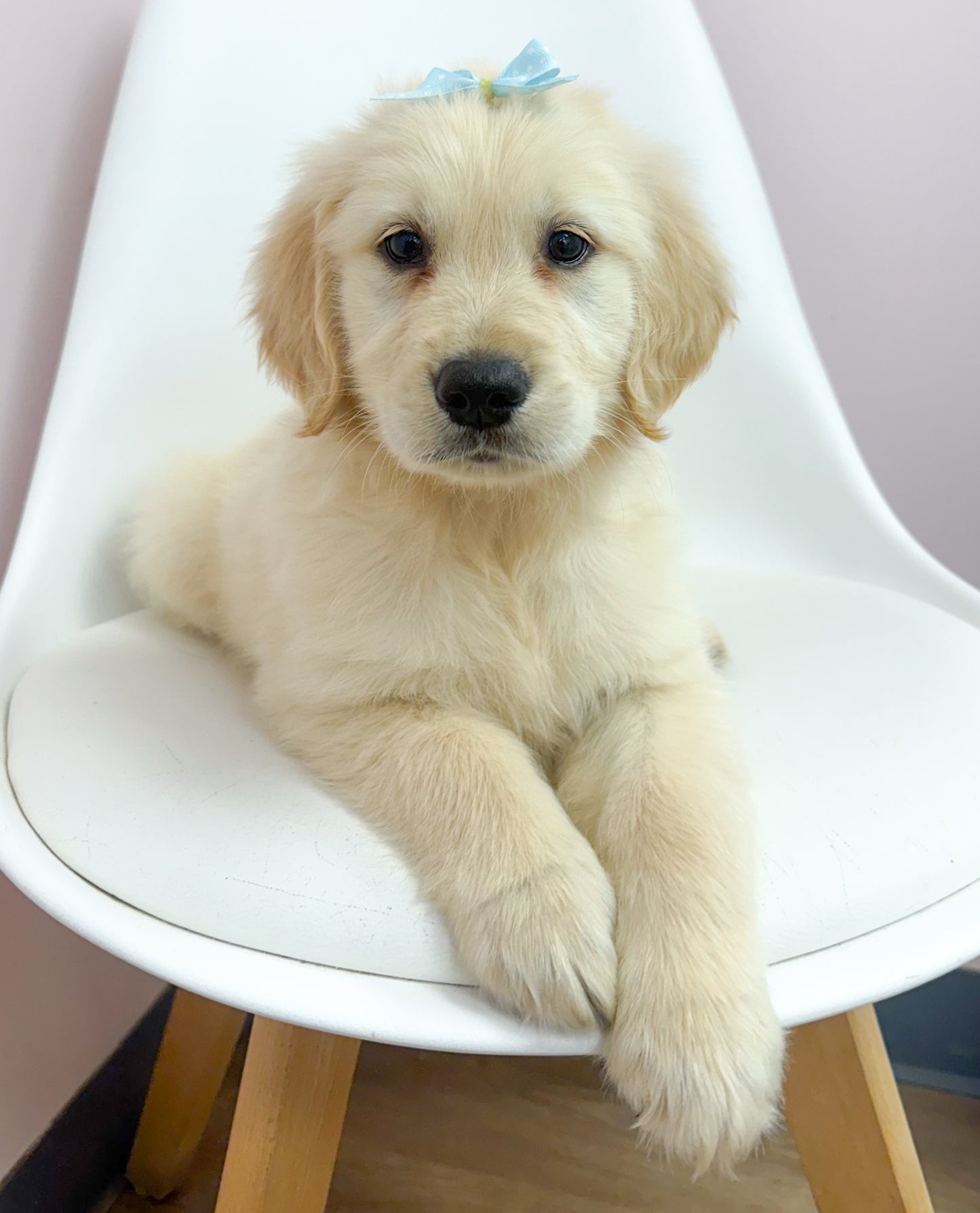 Darcy-Female Golden Retriever