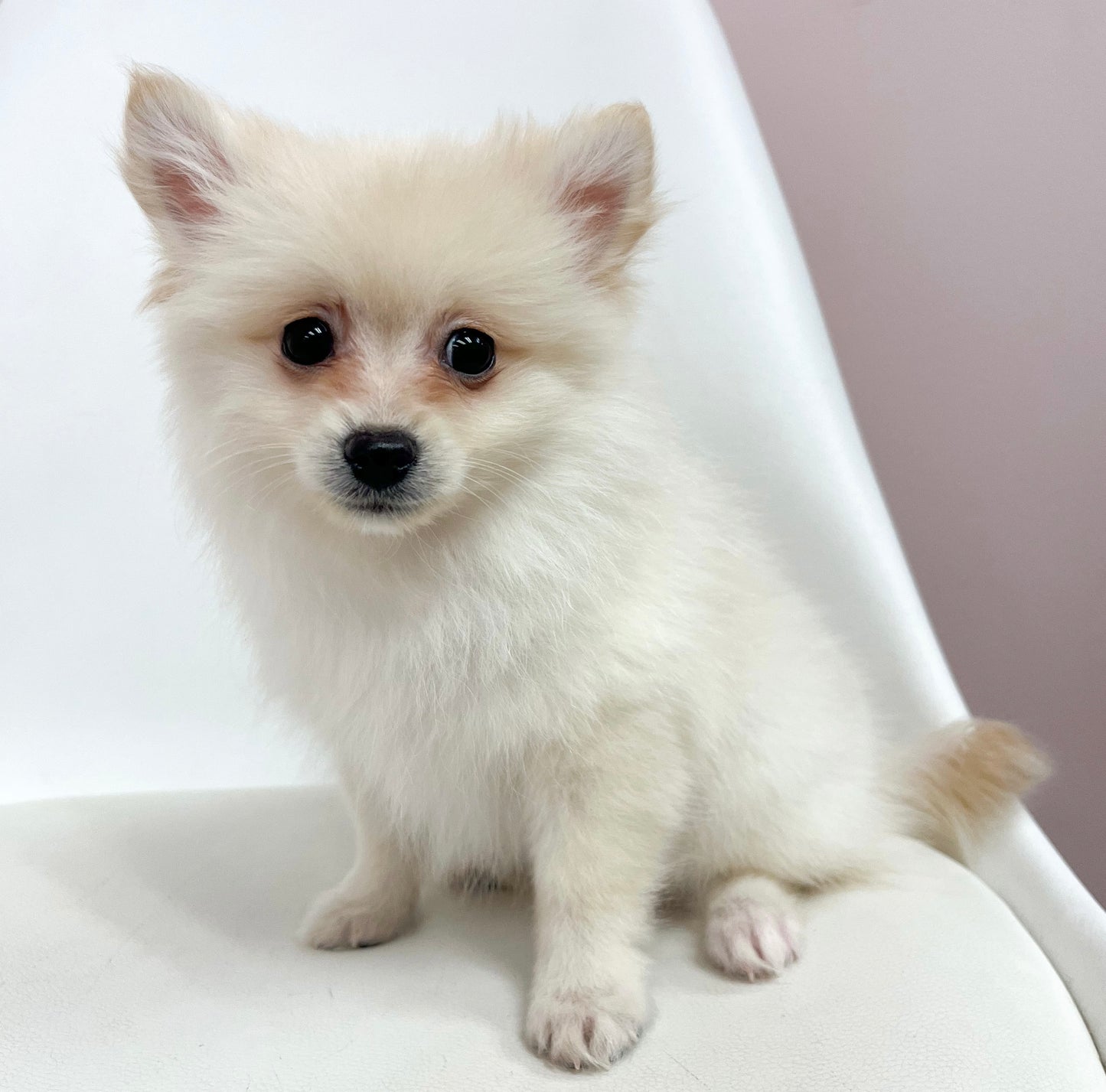 Jax- Male Pomeranian