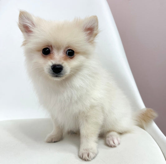 Jax- Male Pomeranian