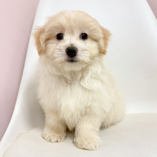 Carter- Male Pomachon