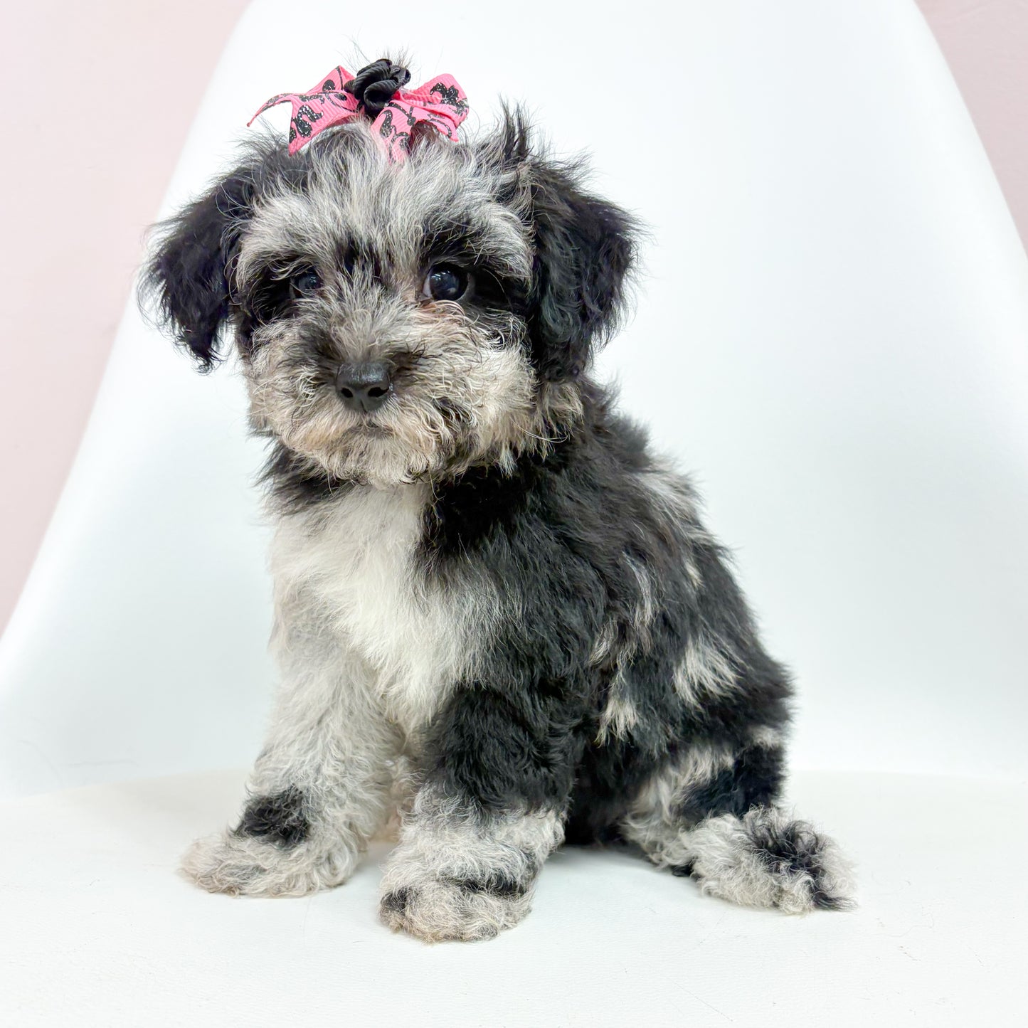 Jasmine- Female Mini Poodle