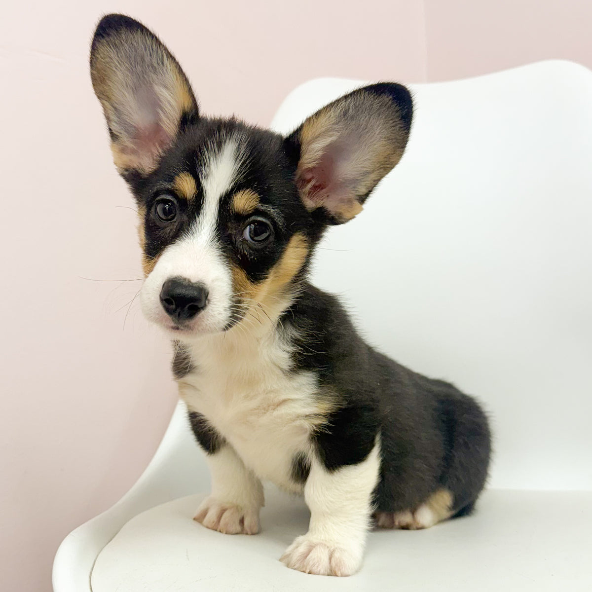 Josie- Female Pembroke Welsh Corgi