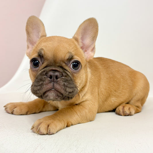 Layla- Female French Bulldog