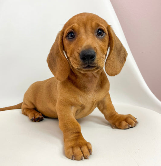 Dusty- Male Mini Dachshund