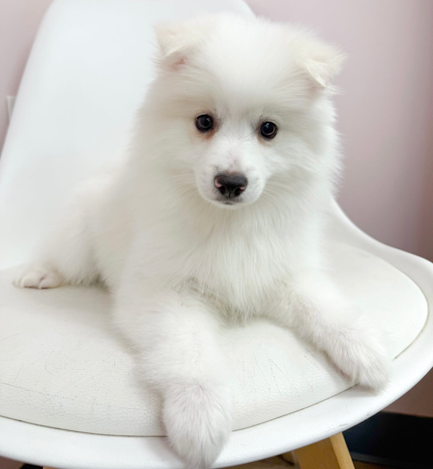 Marshmallow- Male American Eskimo