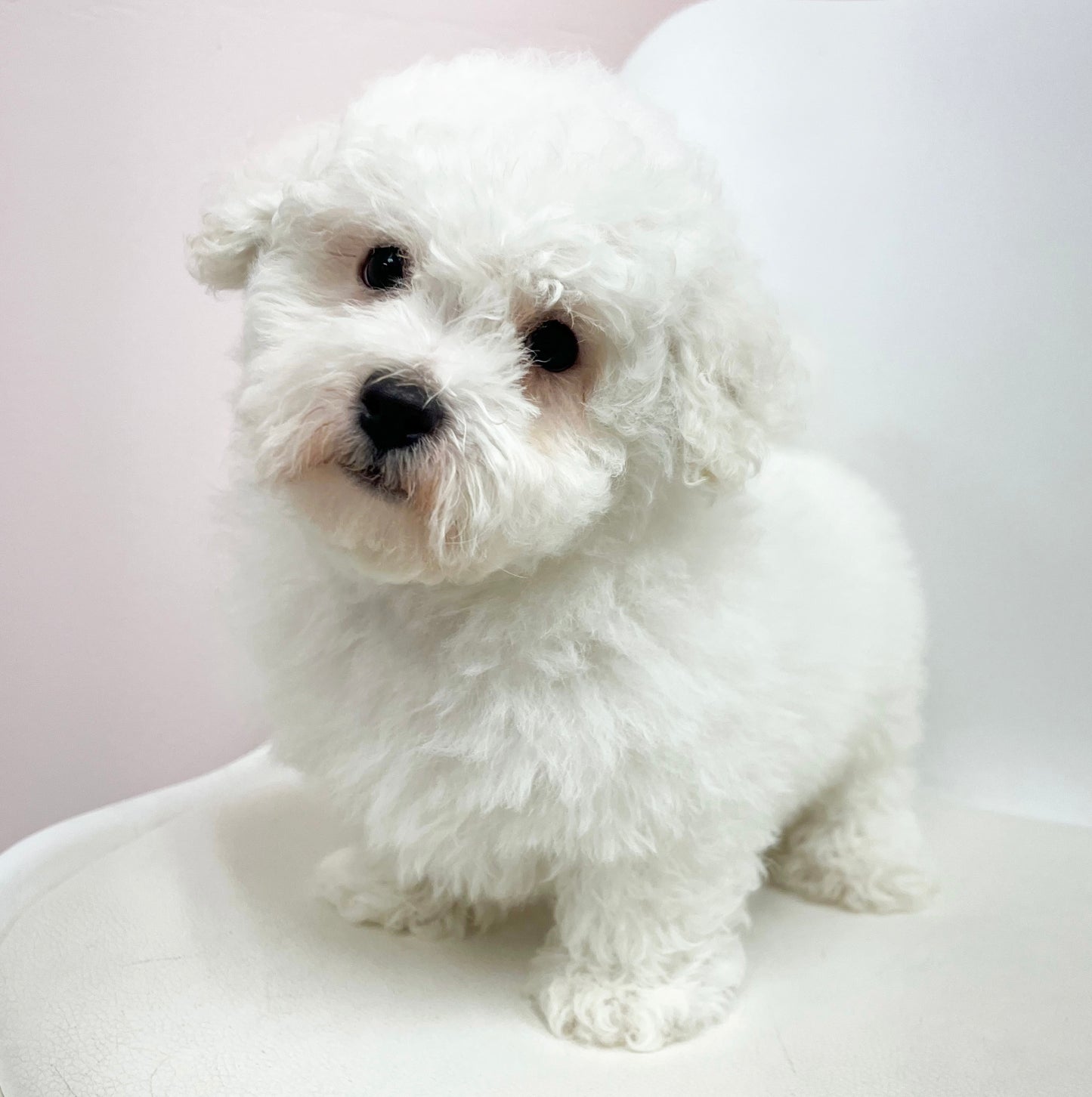 Buddy- Male Bichon Frise