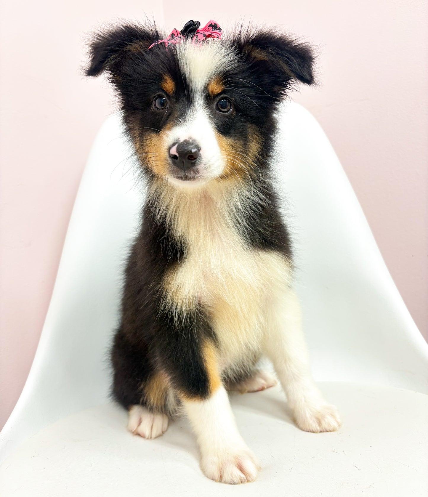 Nova- Female Australian Shepherd