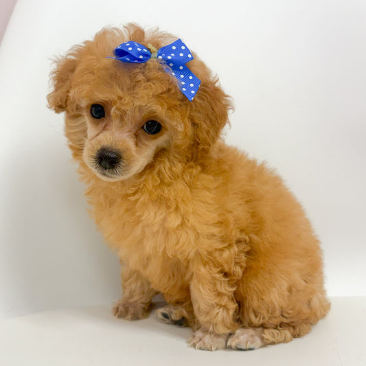 Ginger-Female Toy Poodle