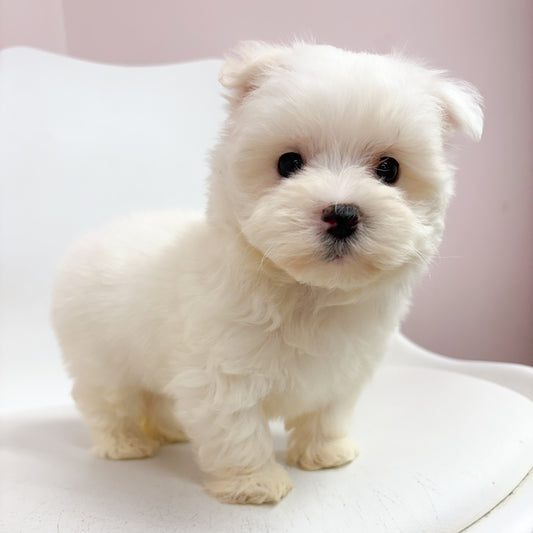 Winston-Male Maltese
