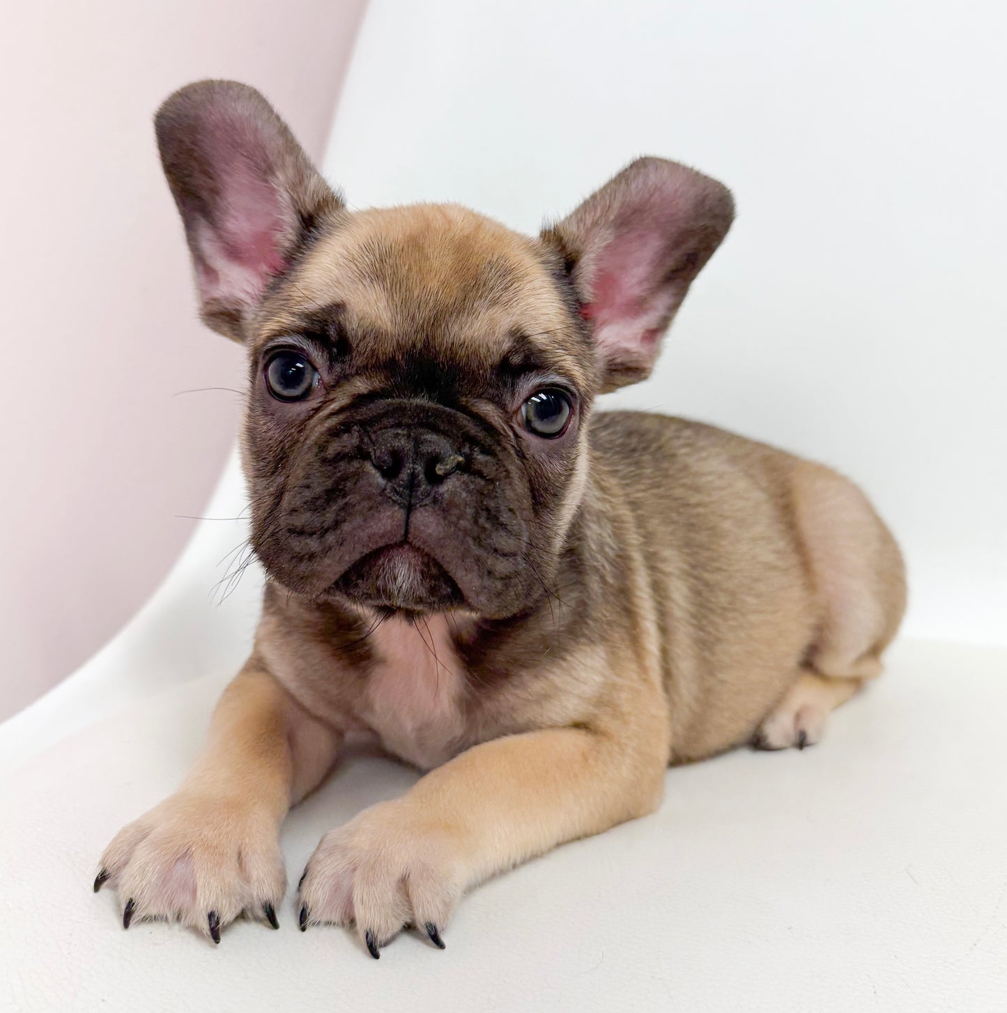 Gaston- Male French Bulldog