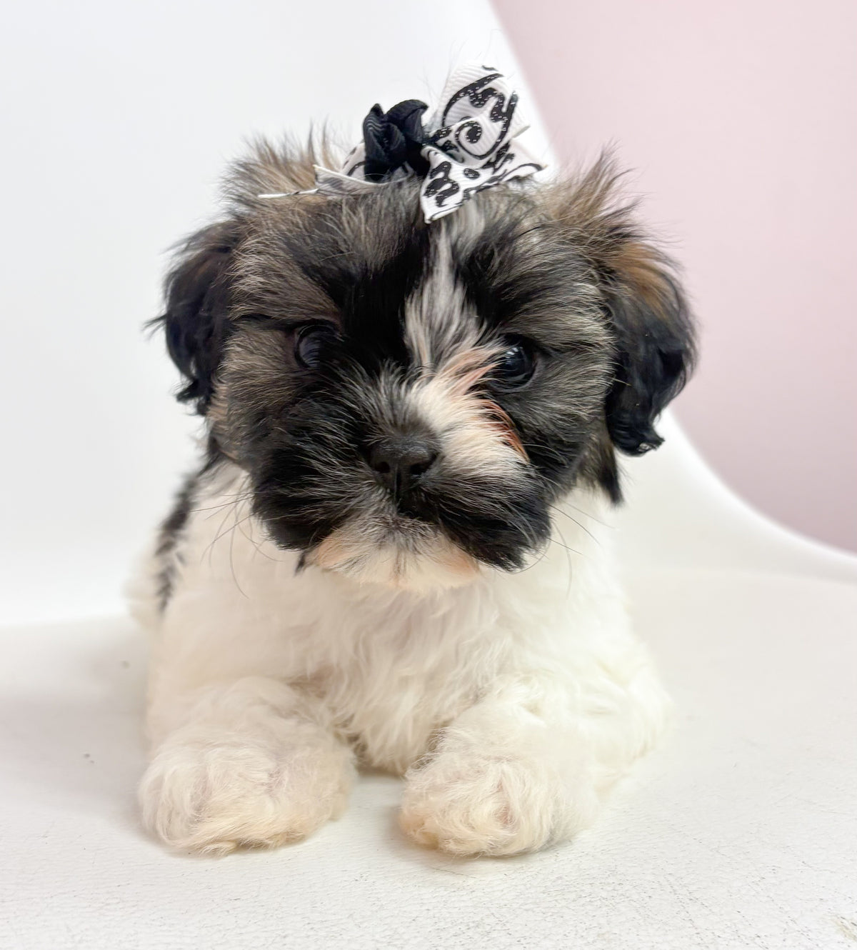 Gigi- Female Shih Tzu