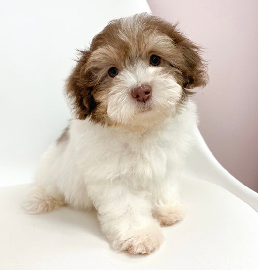 Bandit- Male Toy Aussie Poo