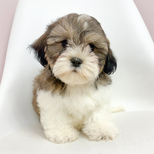 Jasper-Male Teddy Bear