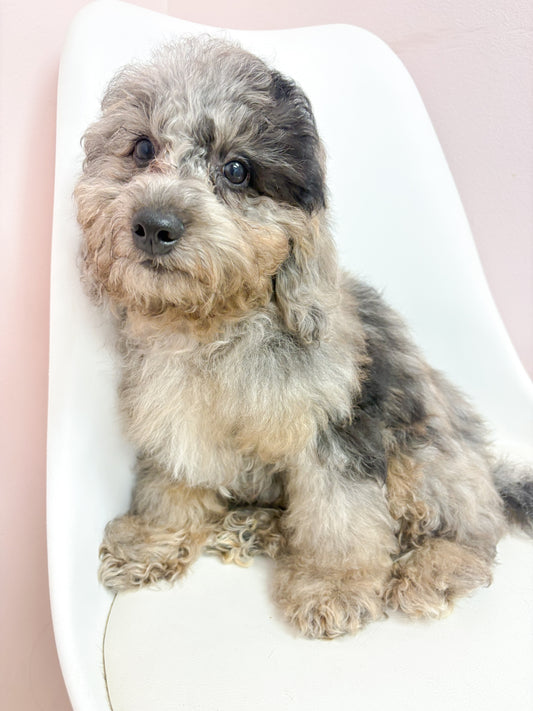 Jasper- Male Mini Goldendoodle