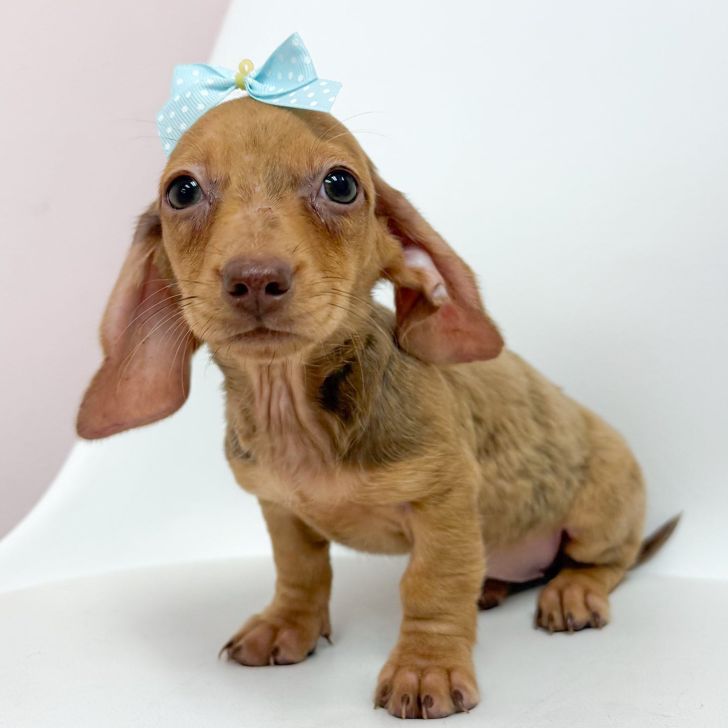 Lottie-Female Mini Dachshund
