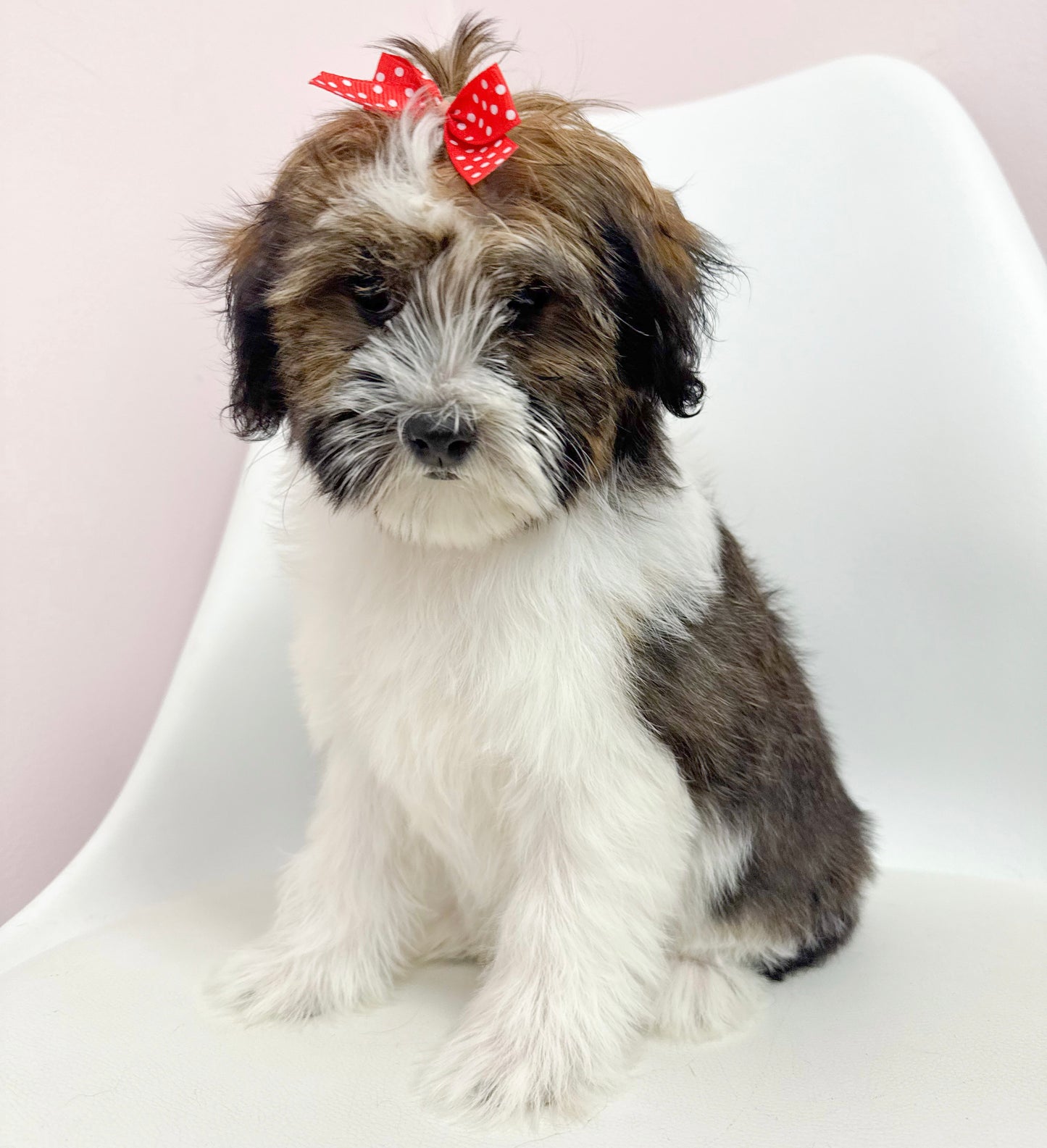 Coco- Female Havanese