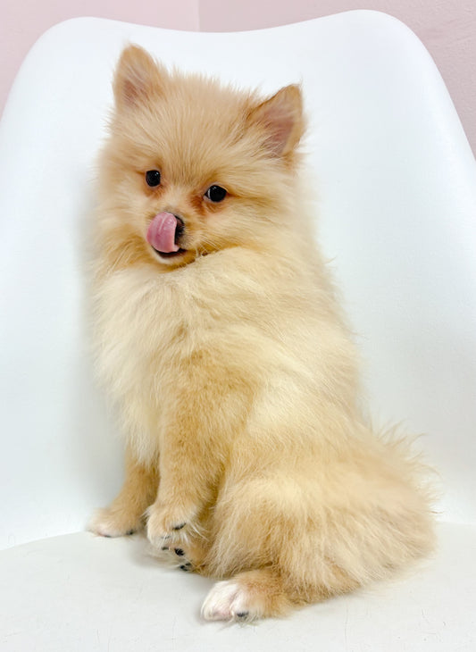 Leo- Male Pomeranian
